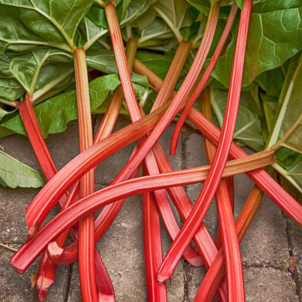 Amazon.co.jp: ITANSE ルバーブ 9cmポット苗 4個セット 品種で