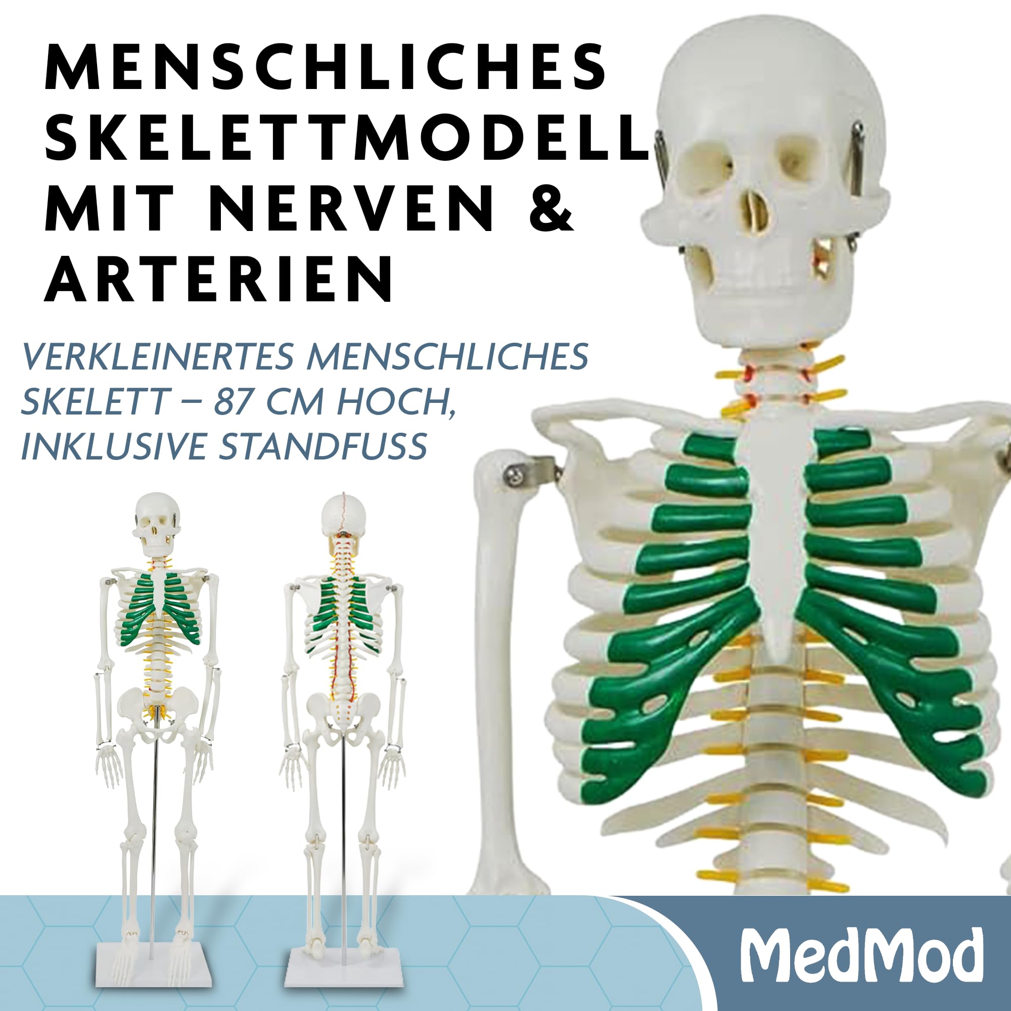 Anatomie Skelett 87 cm, detailliertes menschliches Skelett aus PVC mit Spinalnerven, Arterien und Bandscheibenvorfall, für Schule, Studium und Anatomie-Training, Lehrmodell