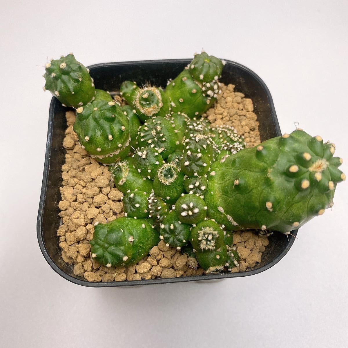 Amazon.co.jp: 多肉植物 サボテン ロビビア モントローズ Lobivia