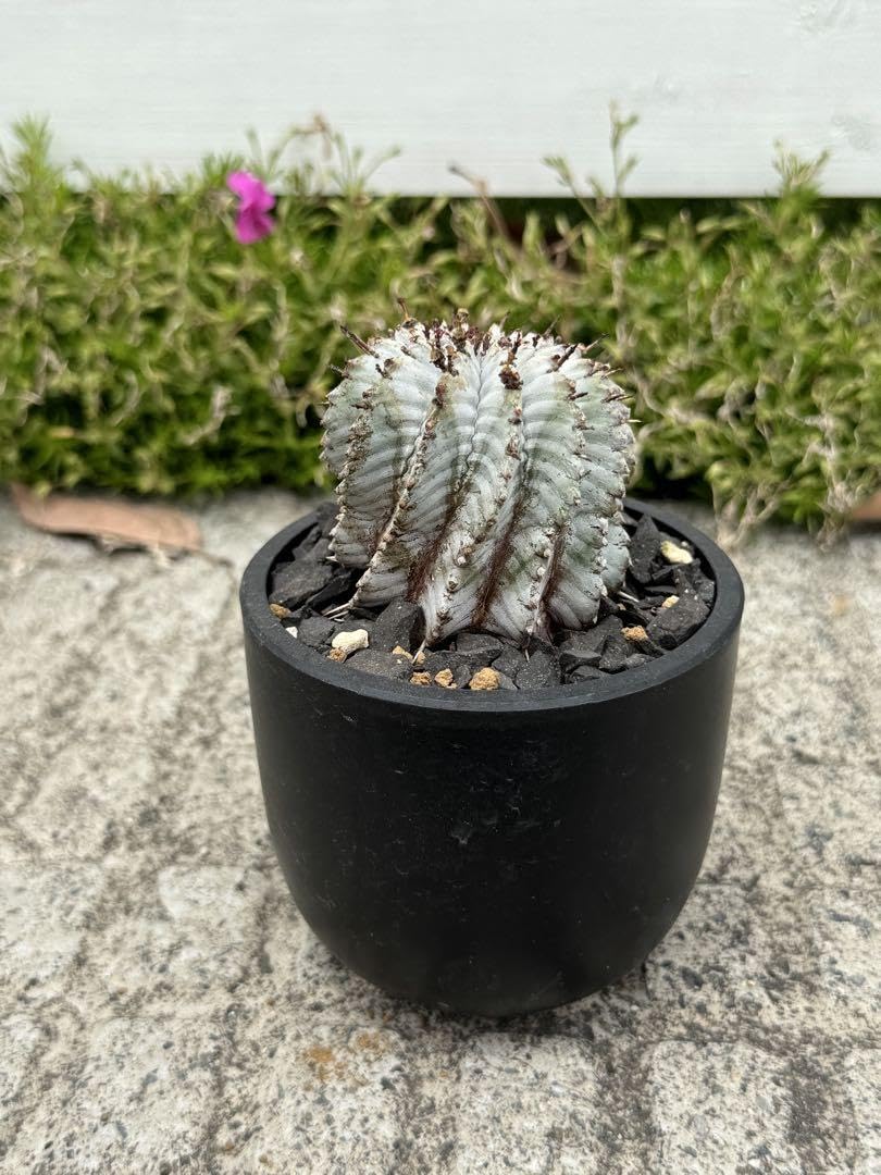 Amazon.co.jp: 極上品宇田ゼブラ ゼブラホリダ ホリダ 幅5.8cm : おもちゃ