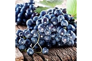 QAUZUY GARDEN Muscadine Grape Vine Seeds: Flavorful Fruit and Resilience for Your Garden
