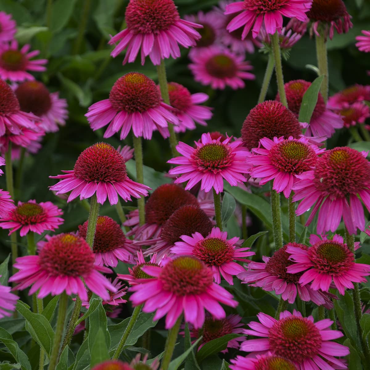 Delicious Candy Echinacea Coneflowers