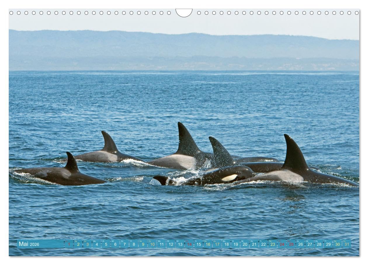 Orcas: Schwarz-weiße Giganten (Wandkalender 2026 DIN A3 quer), CALVENDO Monatskalender: Orcas: Majestätische Meeresakrobaten (CALVENDO Tiere)