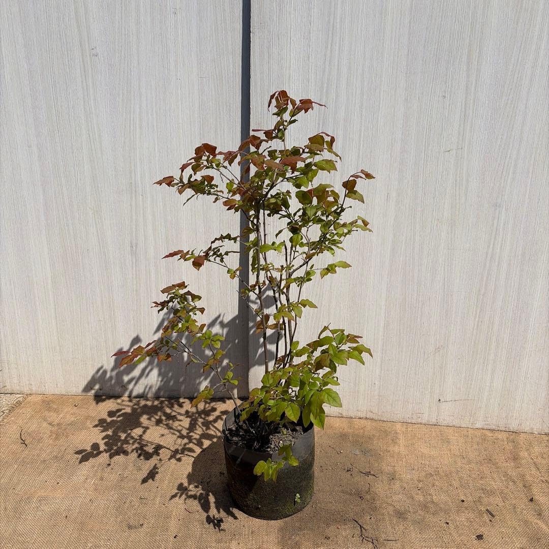 Amazon｜ナツハゼ 株立ち｜観葉植物 オンライン通販