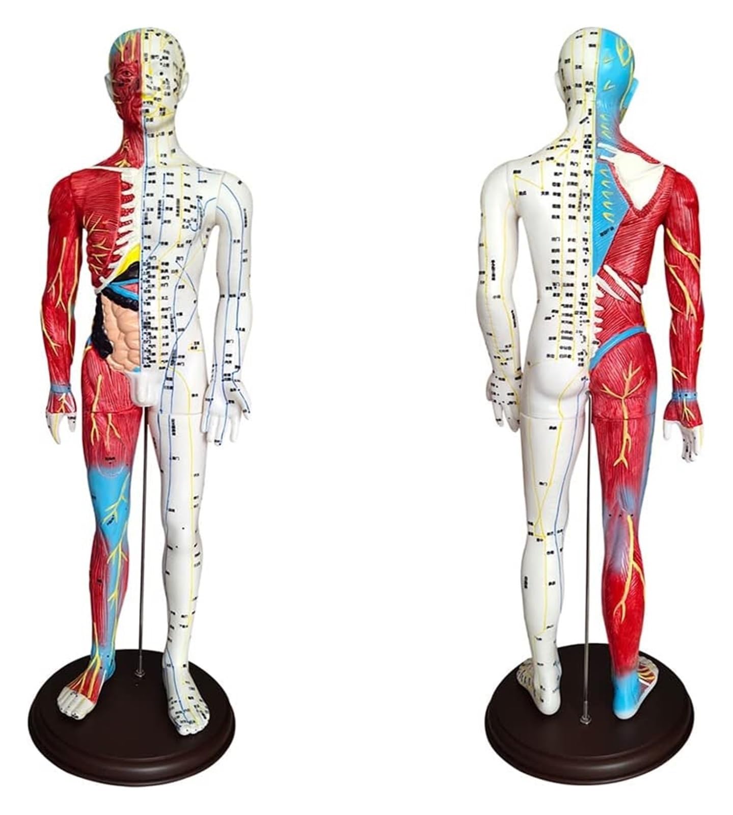 BuTkus Akupunktur- und Muskelanatomisches männliches Modell, 60 cm/23,6 Zoll – for Akupunkturisten und andere medizinische Fachkräfte, die Lehr- und Bildungsbedarf ausbilden