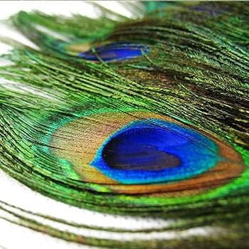 Amazon.co.jp: Vivian 美しい天然孔雀の羽 目 クジャクの尾の羽