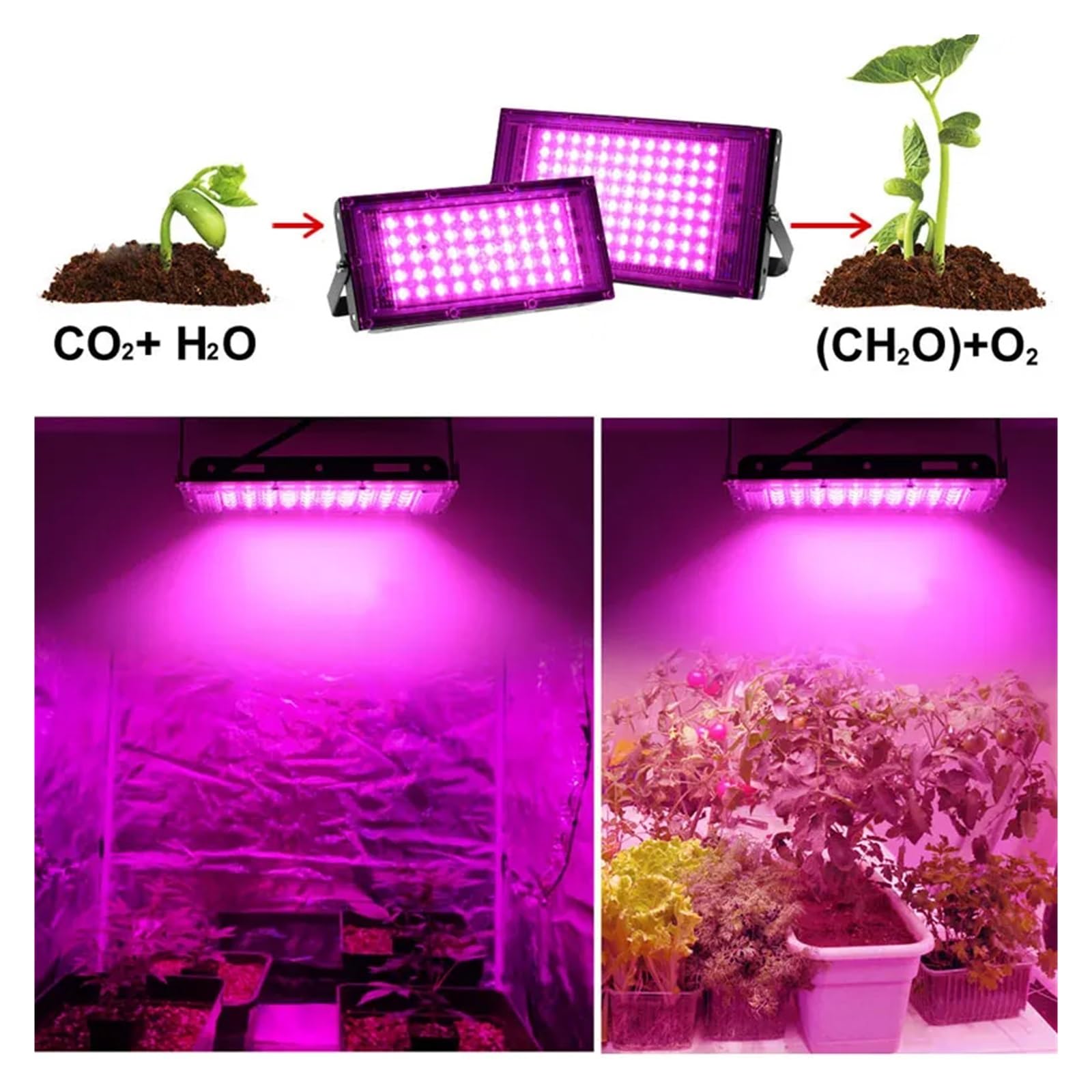 Lampada per Piante, LED Coltiva La Luce Phytolamp Spettro Completo 50W 100W 200W 300W, Lampada for Coltivazione di Piante Phyto Luci Nere for Coltivazione Interna di Fiori(100W)