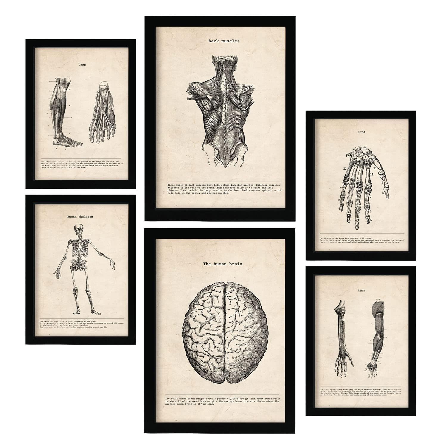 Nacnic Limbs and Brain Posters. Medical Vintage Style Illustrations of Anatomy, Body Parts, Bones and Muscles. Aesthetic Illustrations for Interior Design and Decoration. A4 & A3 Black Frames.