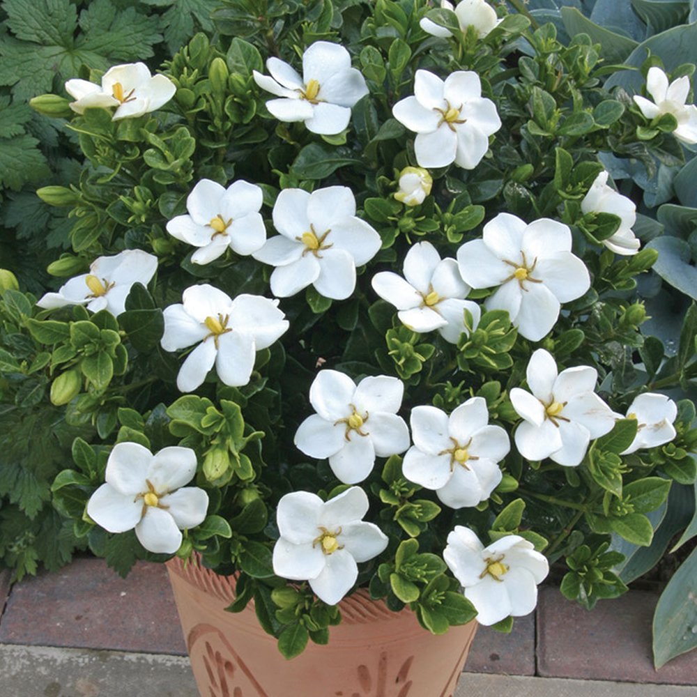 Gardenia jasminoides Kleim's Hardy Evergreen Shrub - Hardy Cape Jasmine Gardenia Plant - Outdoor Garden Ready Flowering Shrub (9cm Pot, 15-25cm)