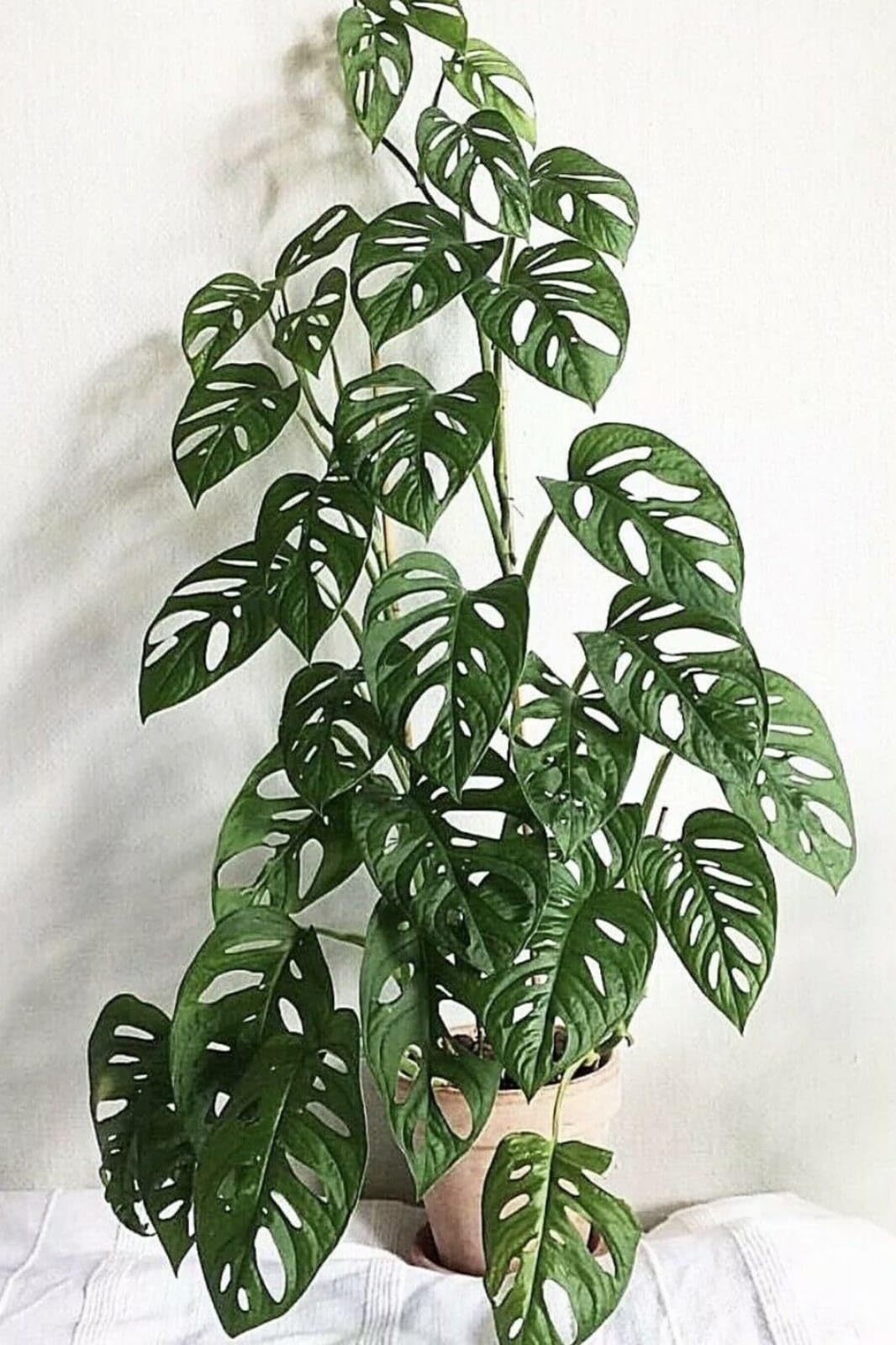 DDN Plants` Live Philodendron Broken Heart Indoor Plant JO564 (B0CM37NSJP) Amazon Price History, Amazon Price Tracker