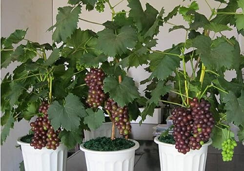 Miniatura 2 de 30 piezas de semillas de vid de uva, semillas de fruta dulce, plantas suculentas para interior bonsái