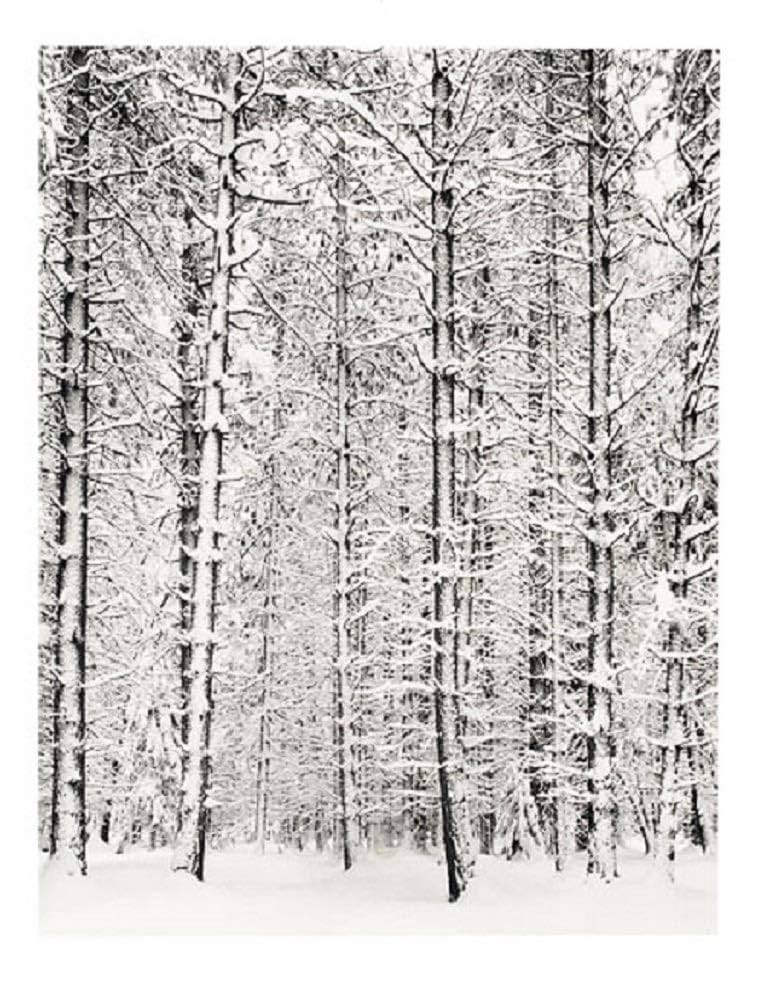 Amazon.com: Pine Forest in Snow, Yosemite National Park