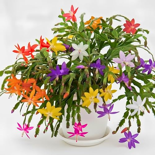 Verdadera planta de cactus de Acción de Gracias viva en maceta de 4 pulgadas, lista para florecer, plantas de cactus de Navidad en vivo, flores