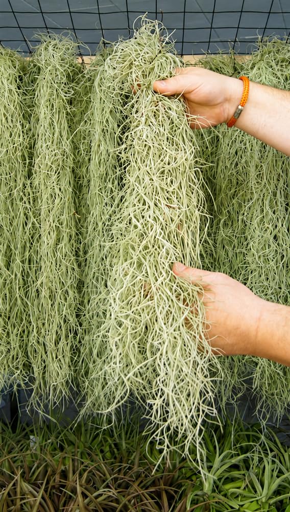Ensemble de 3 Tillandsia usneoides