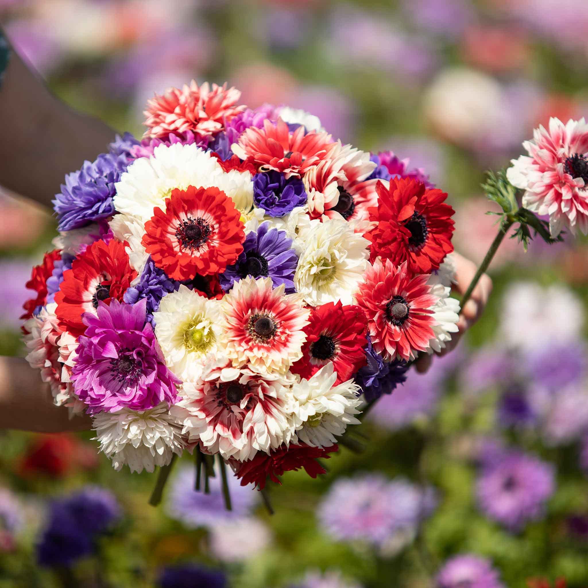 Eden Brothers Anemone Bulbs Double Mix