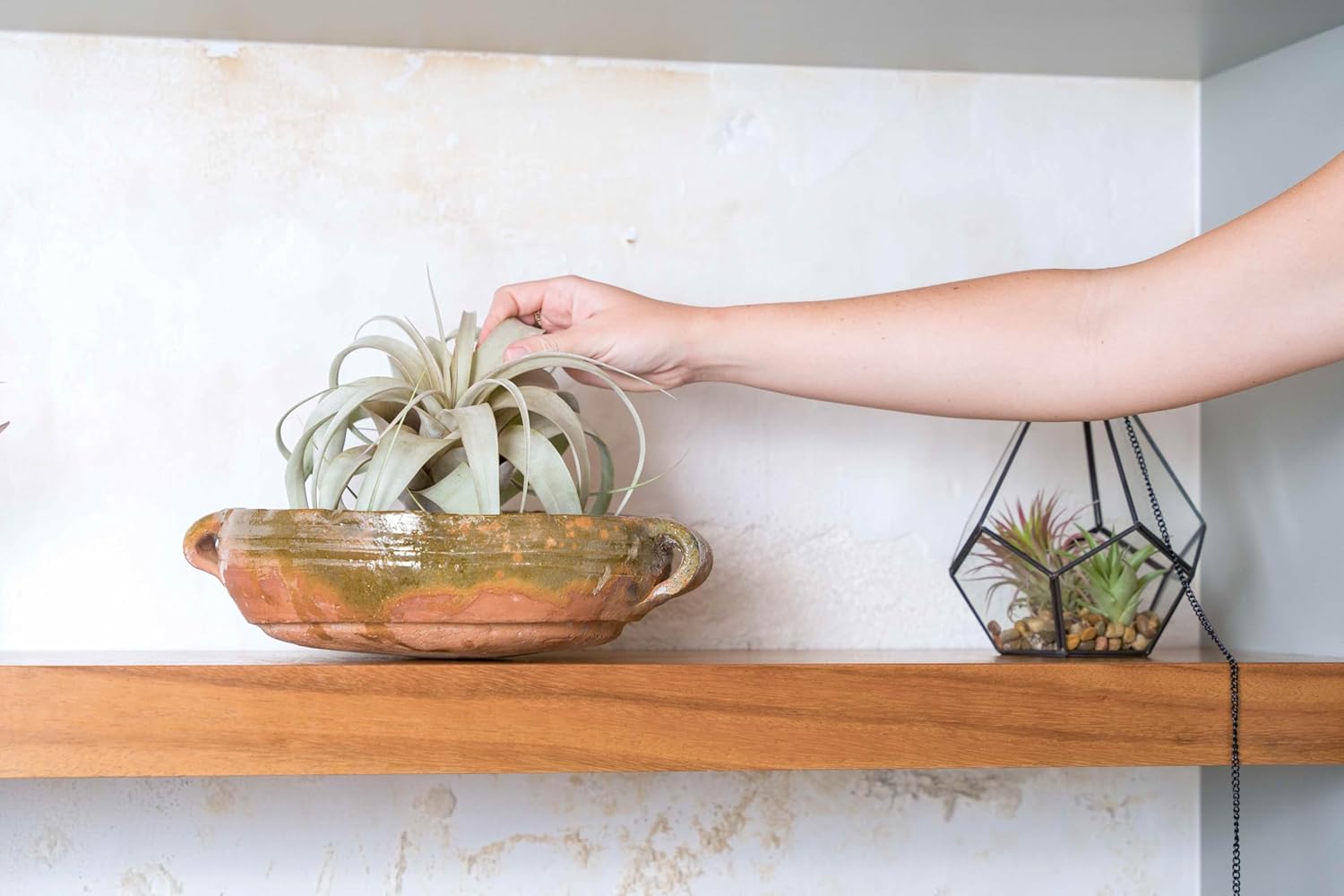 DIY Terrarium Kit with Air Plants - Air Plant Tillandsia Holder - Live Tillandsia Succulent House Plant - Wholesale and Bulk - Home and Garden Decor - Easy Care Indoor and Outdoor Plant (Diamond)