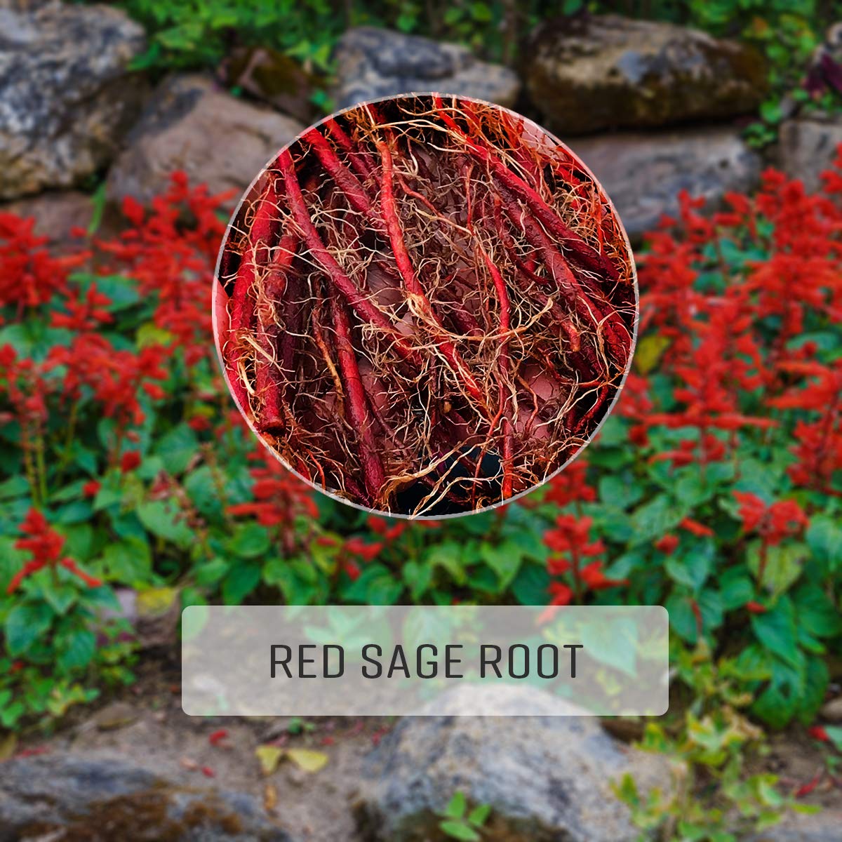 Dan Shen Herb Red Sage Supplement Salvia Miltiorrhiza or Dan Shen
