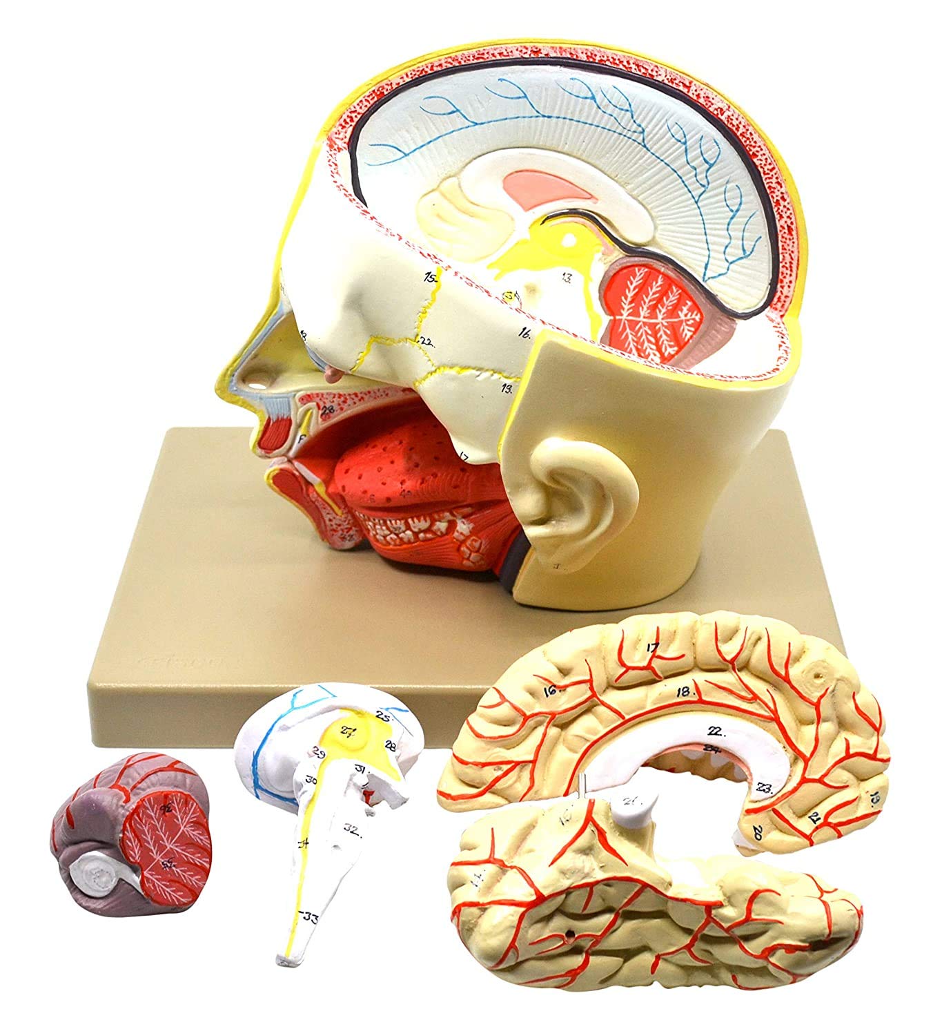 Modèle d'anatomie de la tête à peinte à la main avec cerveau amovible pour étude médicale guidée