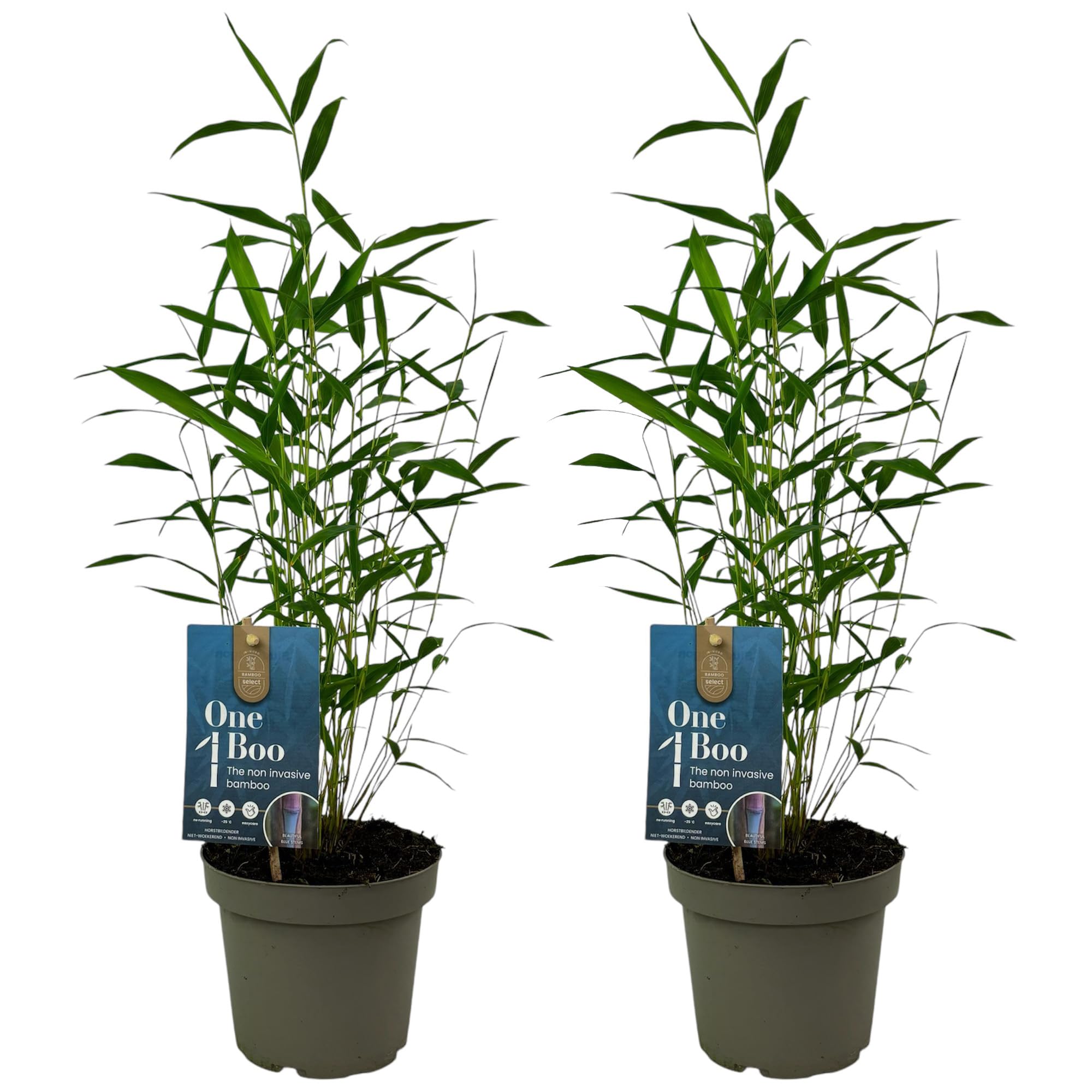 GardenersDream 2x Bambù Fargesia Papyrifera - Bambù Blu Drago Sempreverde Resistente - Non Invasivo Ideale per Siepe Privacy - Canne Blu per Giardino e Vaso (40-50 cm, Vaso 14cm Incluso)