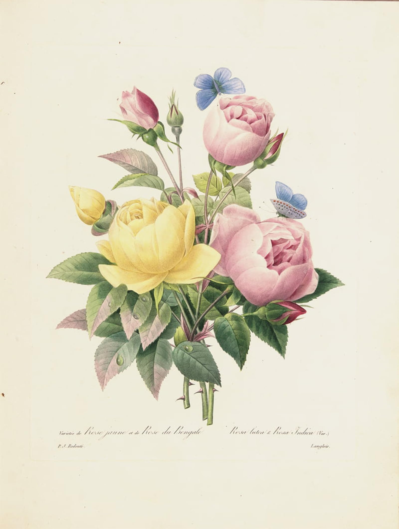 SERENDIPITP Retro Picture Poster Wall Art Pictures Painting Variety of Yellow Roses and Bengal Roses by Pierre Redouté Wall Art Canvas Print for Wall Decor 60x90cm