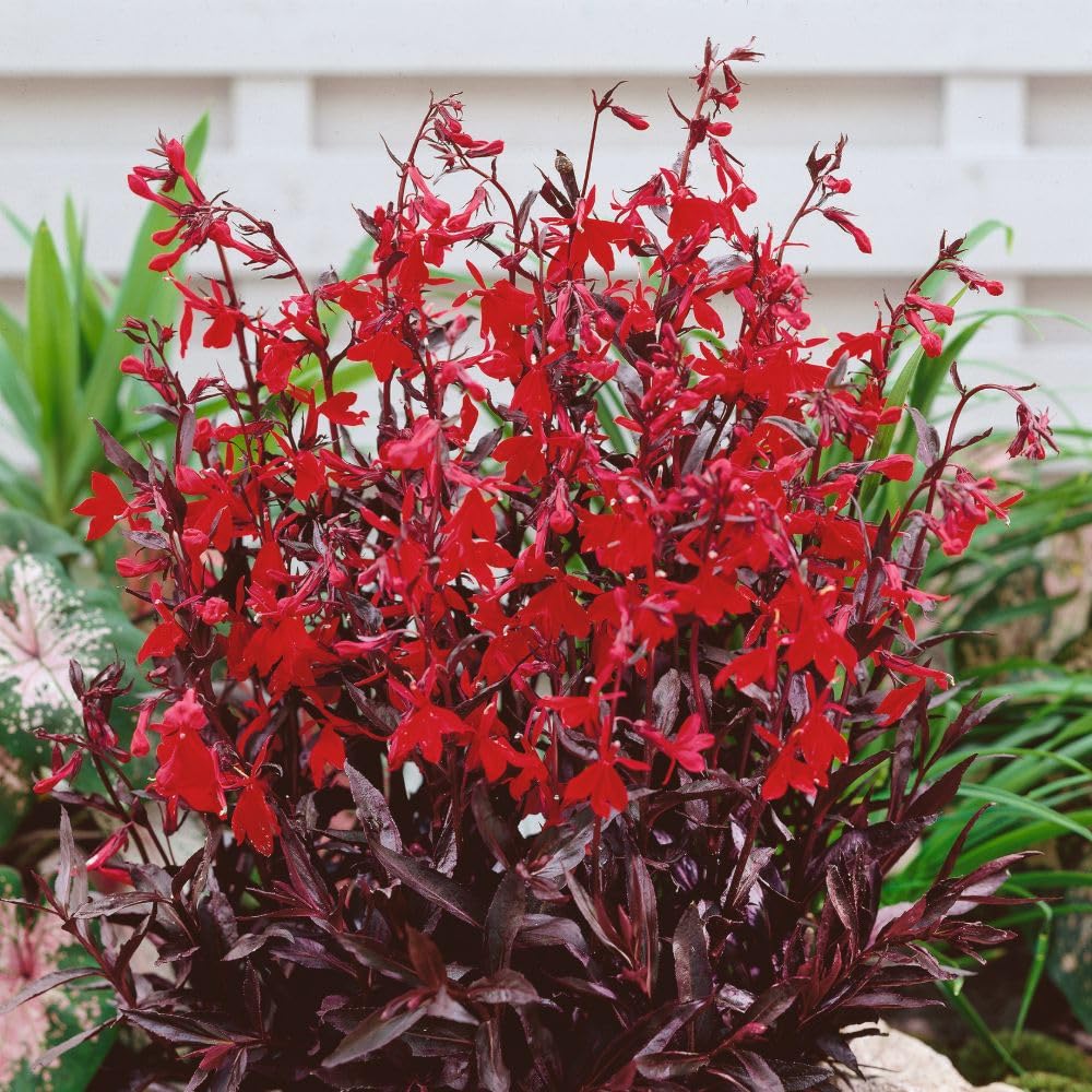 Lobelia Cardinalis 'Queen Victoria' – Stunning Red Spikes with Dark Foliage, Ideal for Borders and Water Gardens, Long-Lasting Blooms, 1x 2X or 3X 1 Litre Pots by Thompson & Morgan