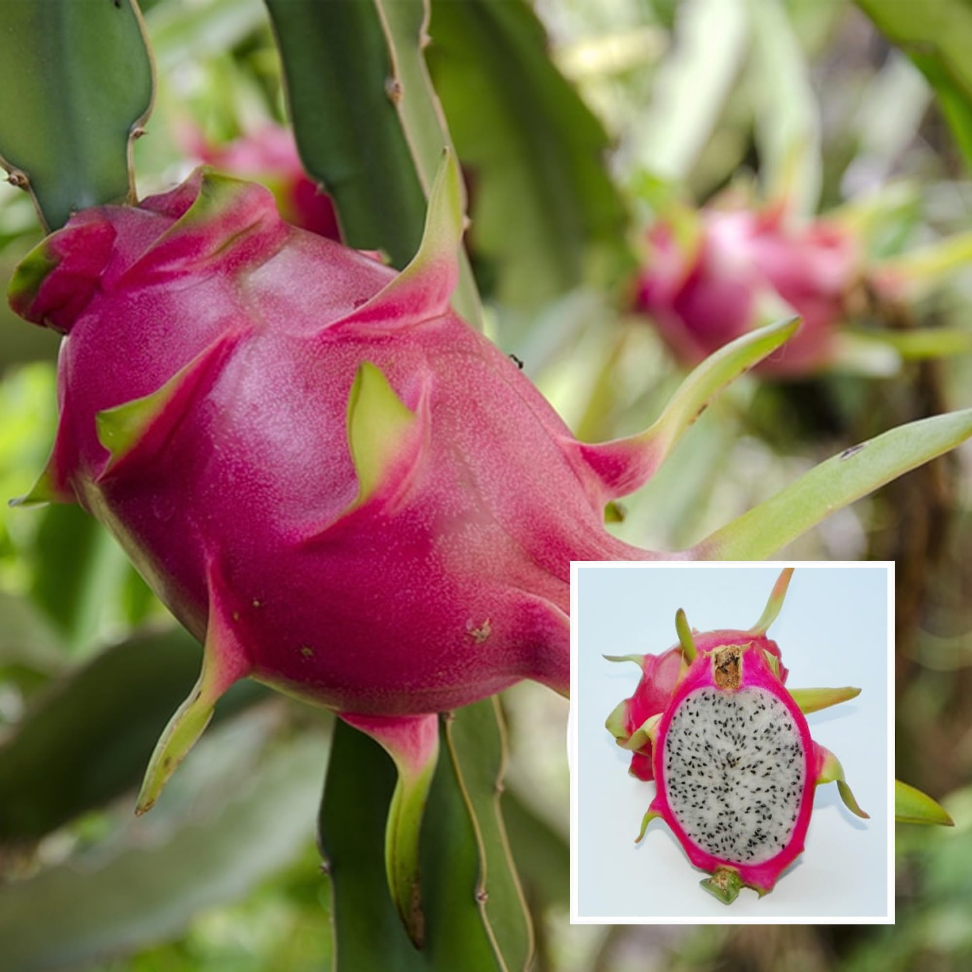 See full amazon price history chart for HAPING White Dragon Fruit Cutting/Grafted Fruit Live Plant (1-2 Feet Height) HAPING White Dragon Fruit Cutting/Grafted Fruit Live Plant (1-2 Feet Height) (B0CV4Y7DDF) Amazon Price History, Amazon Price Tracker