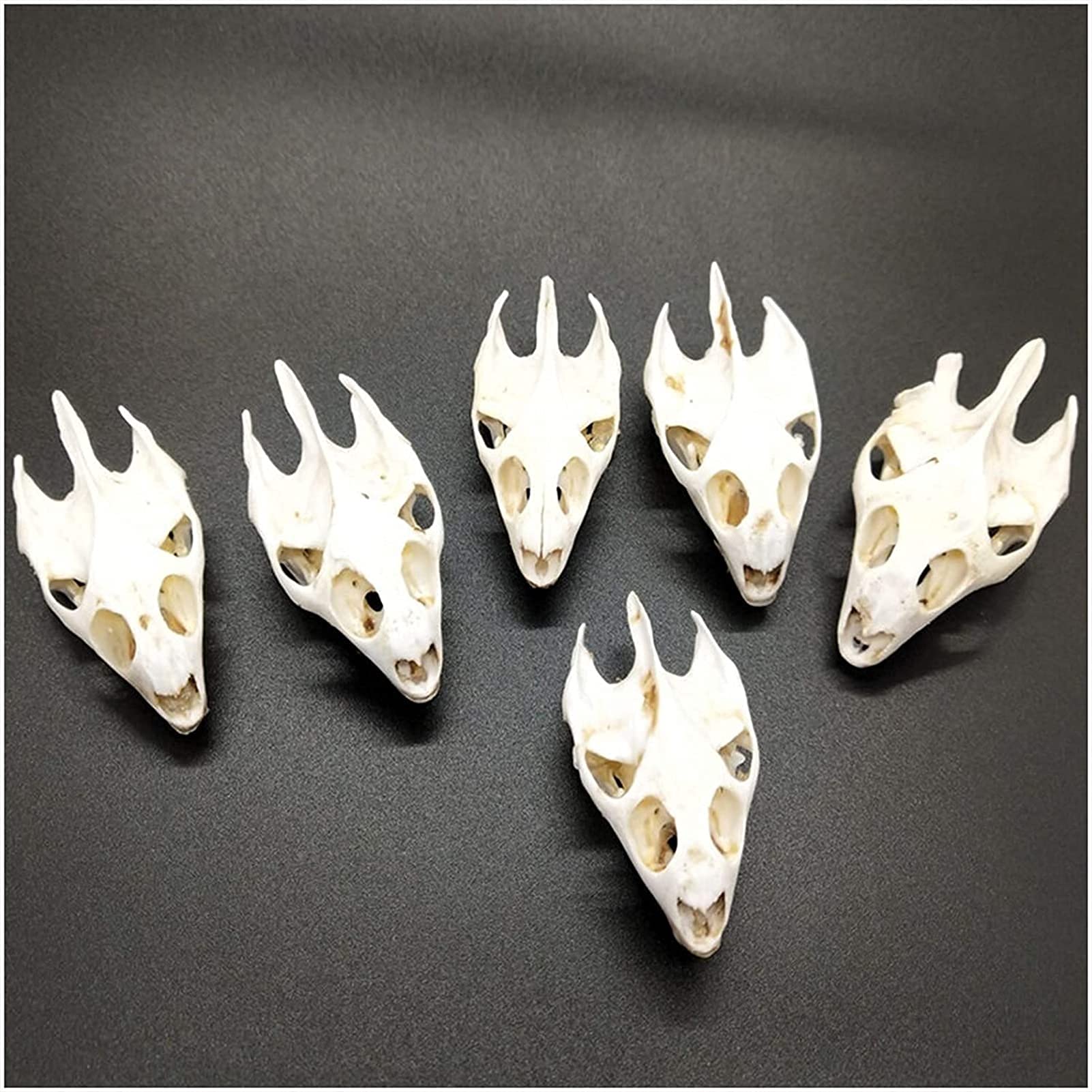 Amazon.co.jp: 亀の骨の標本モデル-本物のカメの頭蓋骨の頭のレプリカ