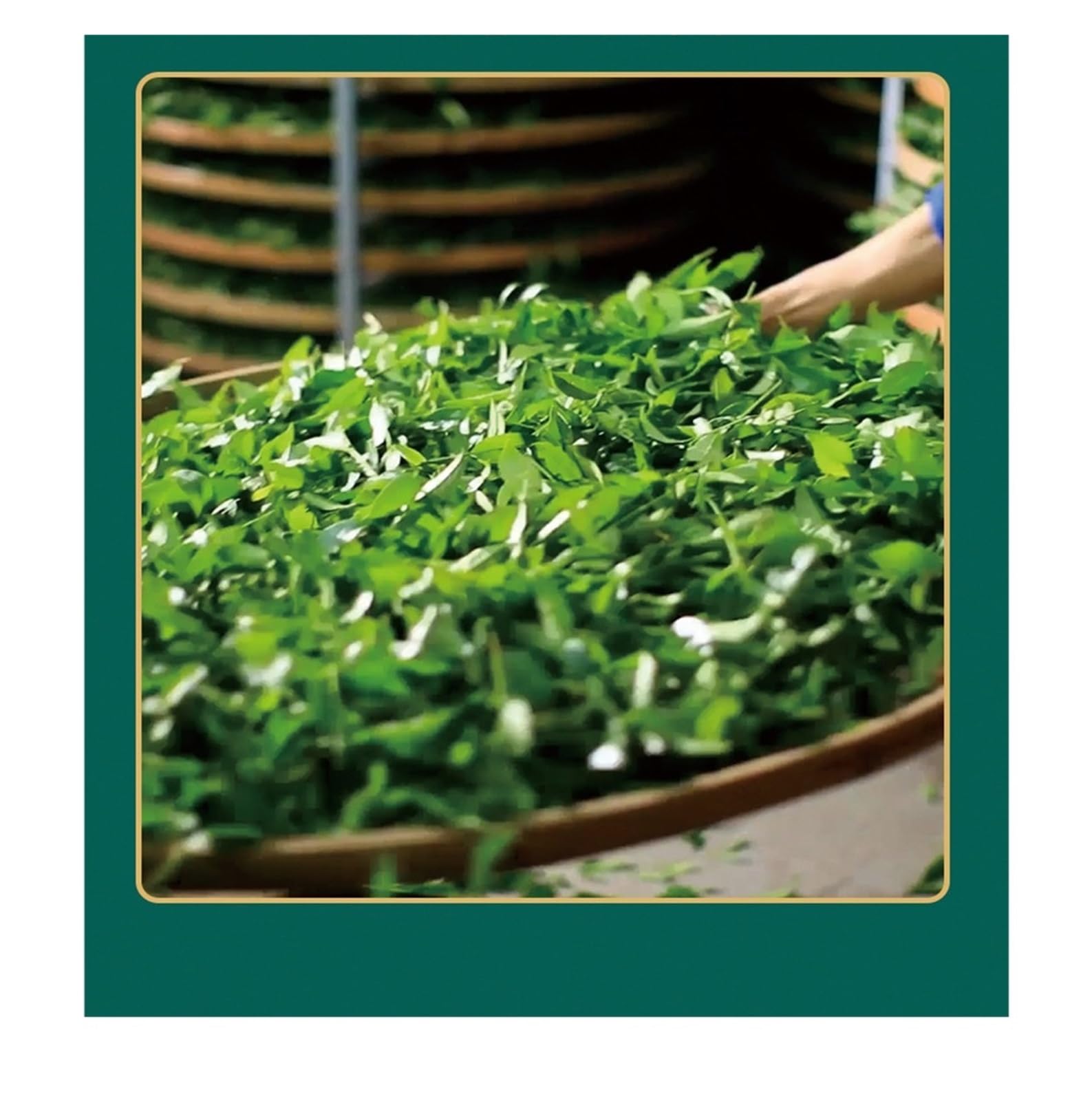 Nowa wiosenna herbata Biluochun o mocnym aromacie, torebka 220g. Delikatny kwiatowo-owocowy zapach, jasnozielony trunek(2pcs)