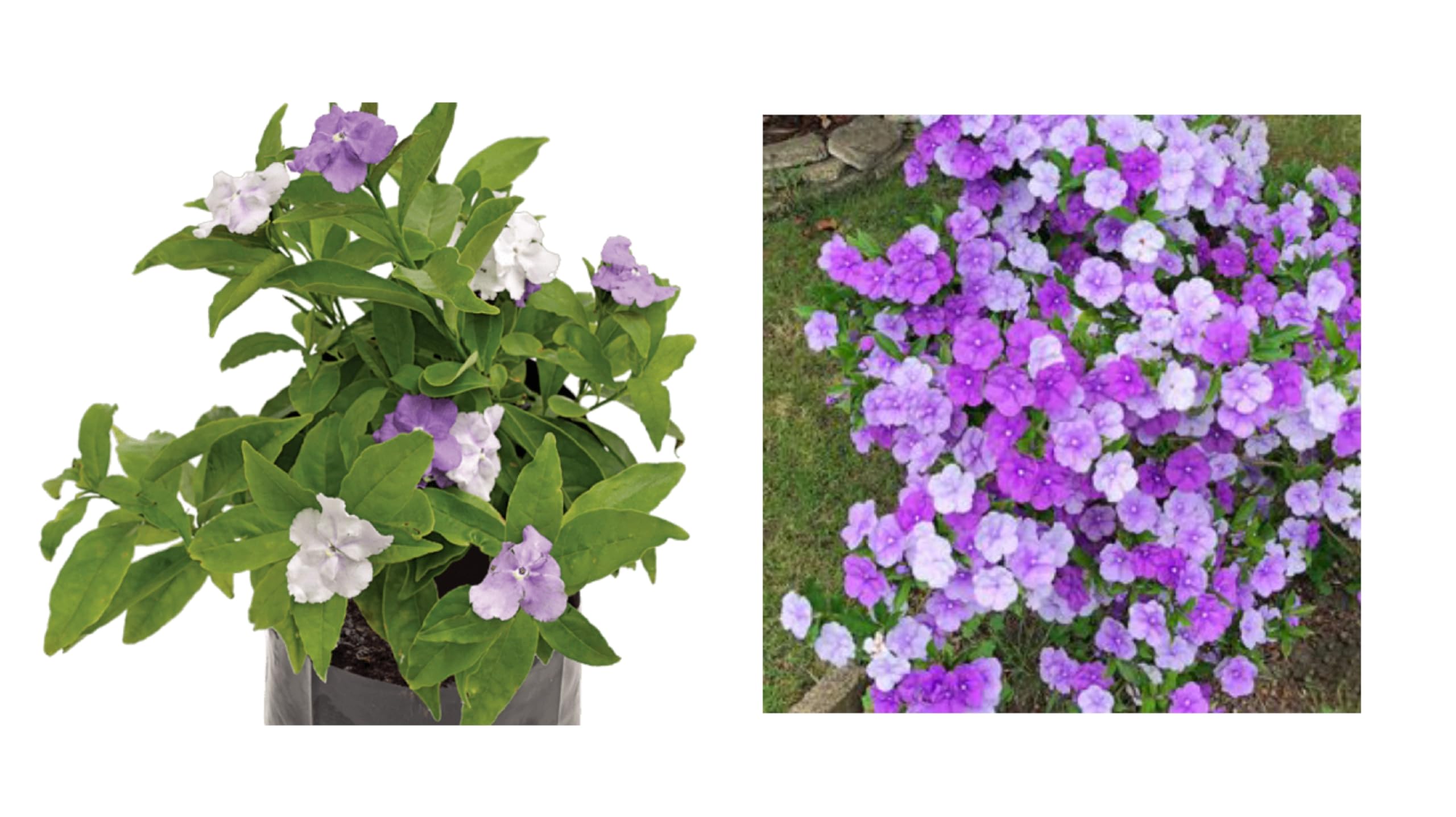 1 HYBRID YESTERDAY TODAY AND TOMORROW FLOWER PLANT OUTDOOR GARDEN