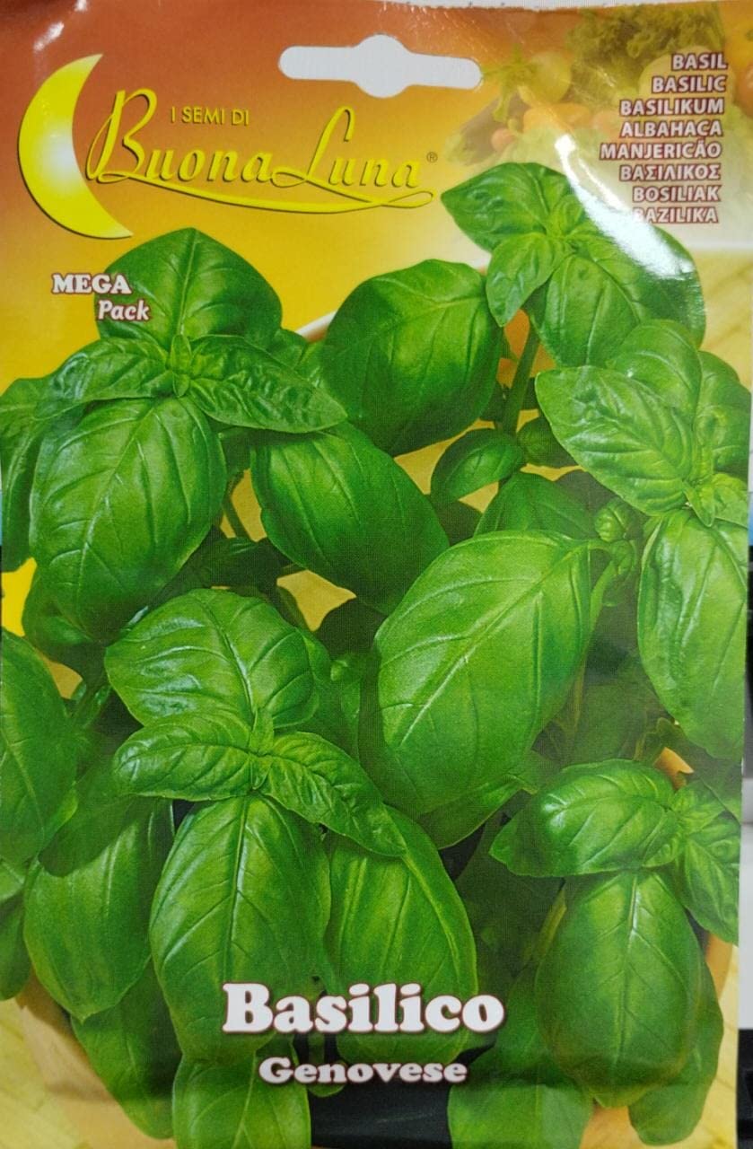 BUONA LUNABASILICO (BASIL)