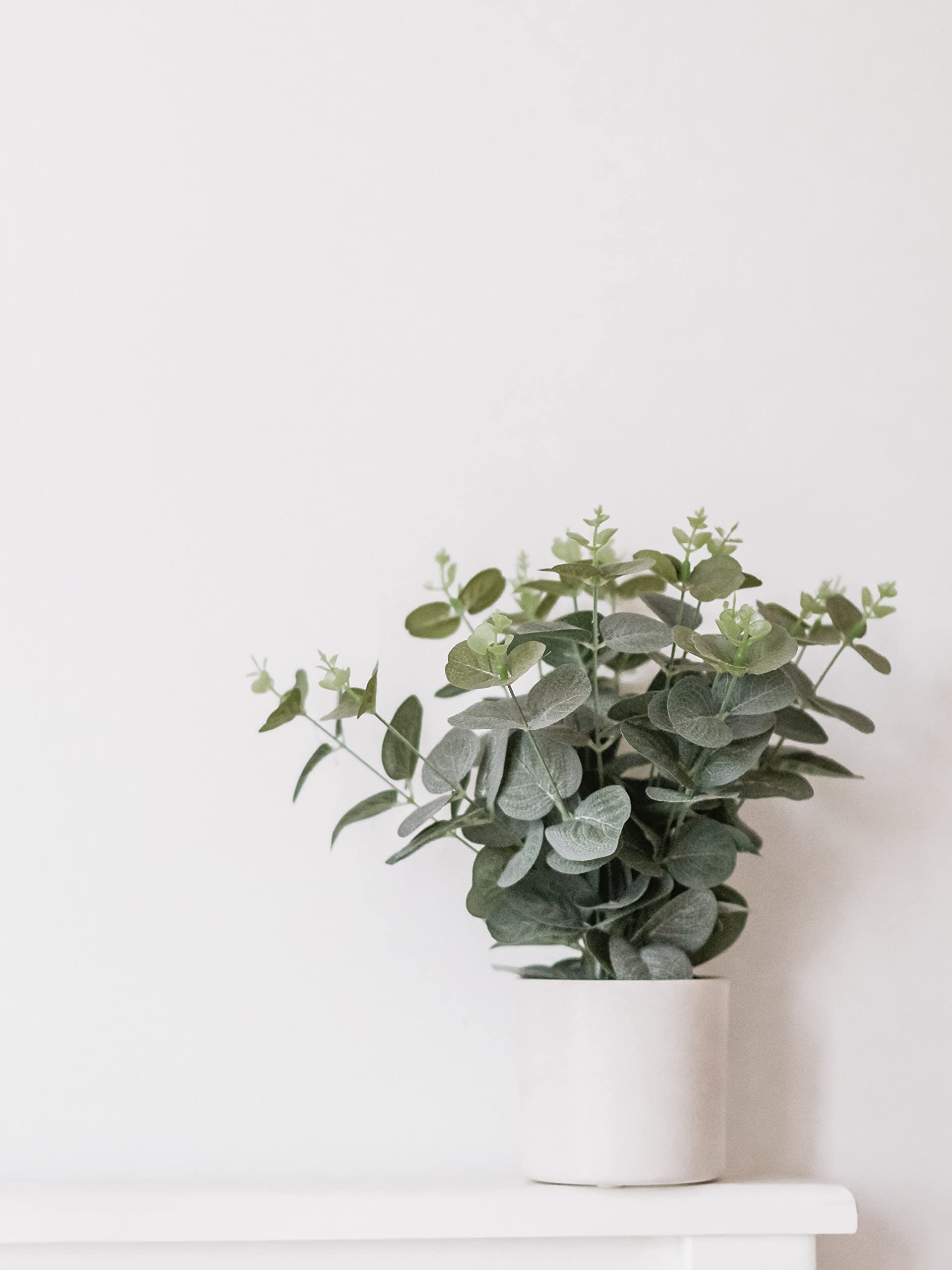 Bloomique - Eucalyptus gunnii - Gommier - Arbuste - Persistant - Hauteur 40-50 cm