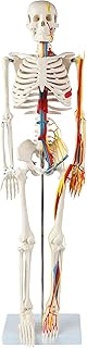 33" Human Skeleton Model with Nerves, Veins and Arteries, Removable Skull Cap, and Articulated Mandible - Includes Display Stand, Worry Free Warranty, Perfect for Doctors, Students & Study