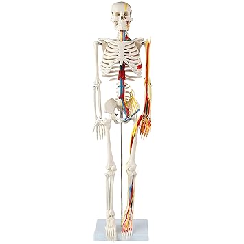 Anatomy Lab 33