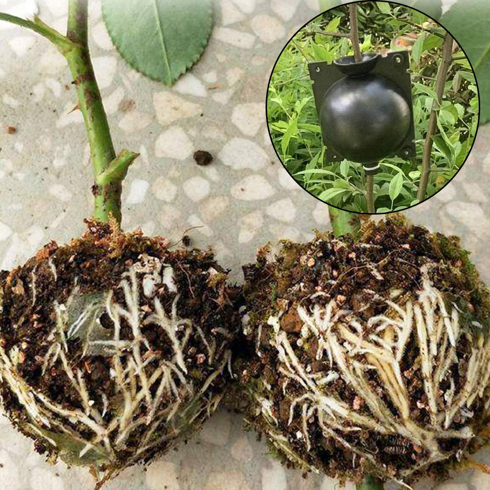 Dispositivo di Radicazione Delle Piante, 4 Pezzi Scatola di Innesto Delle Piante, Scatola per Innesto, per la Riproduzione Asessuata di Piante da Giardino Indoor e Outdoor (Nero)
