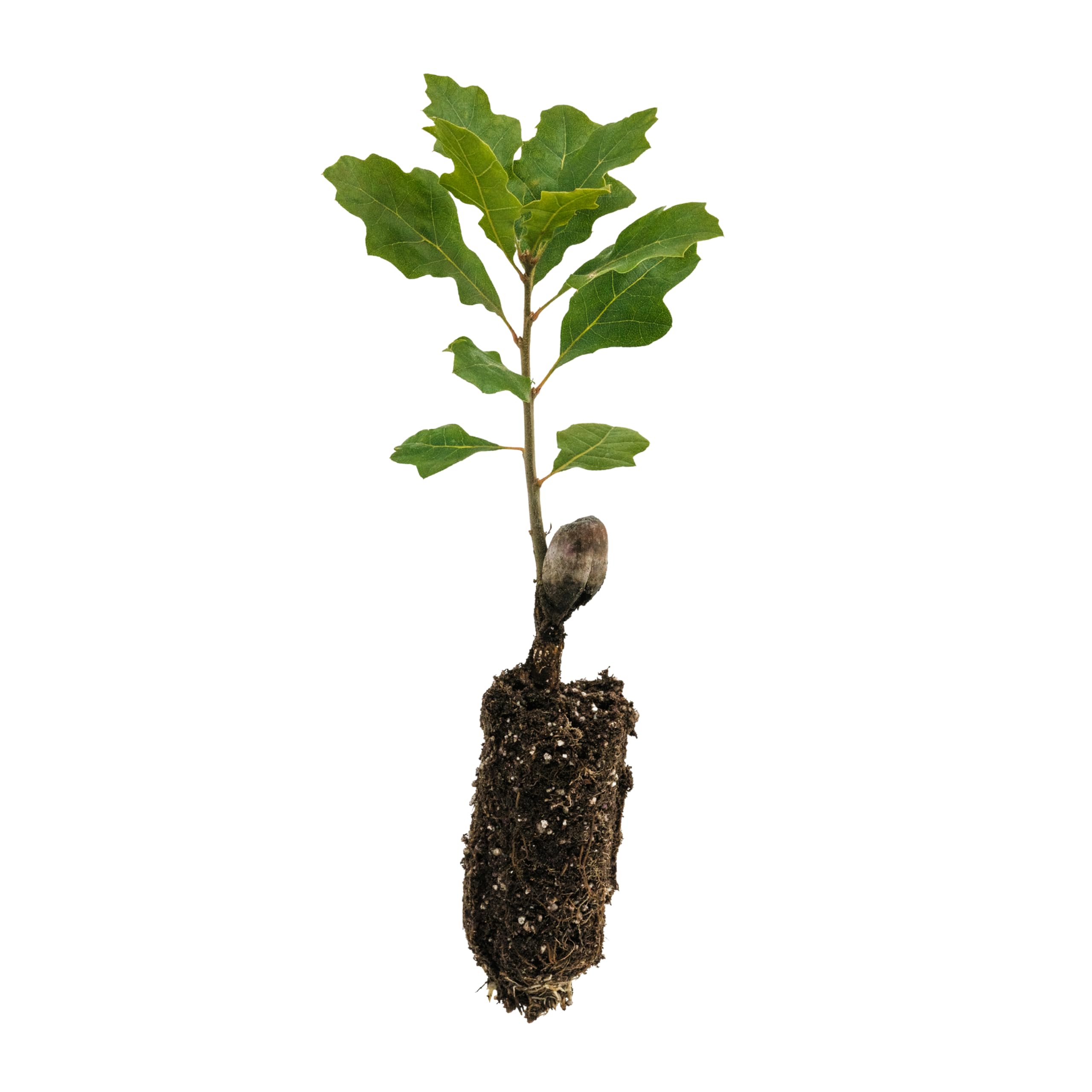 California Black Oak Seedling
