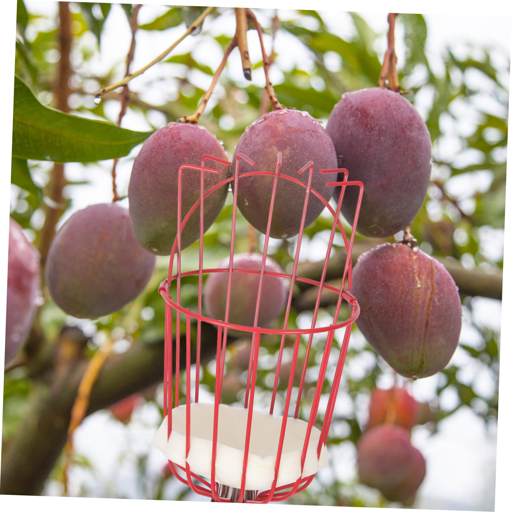 Cueilleur De Fruits Amovible Outil De Cueillette Portable Perche Acier Inoxydable Attrape-Fruits pour Verger Parc Ferme Jardin