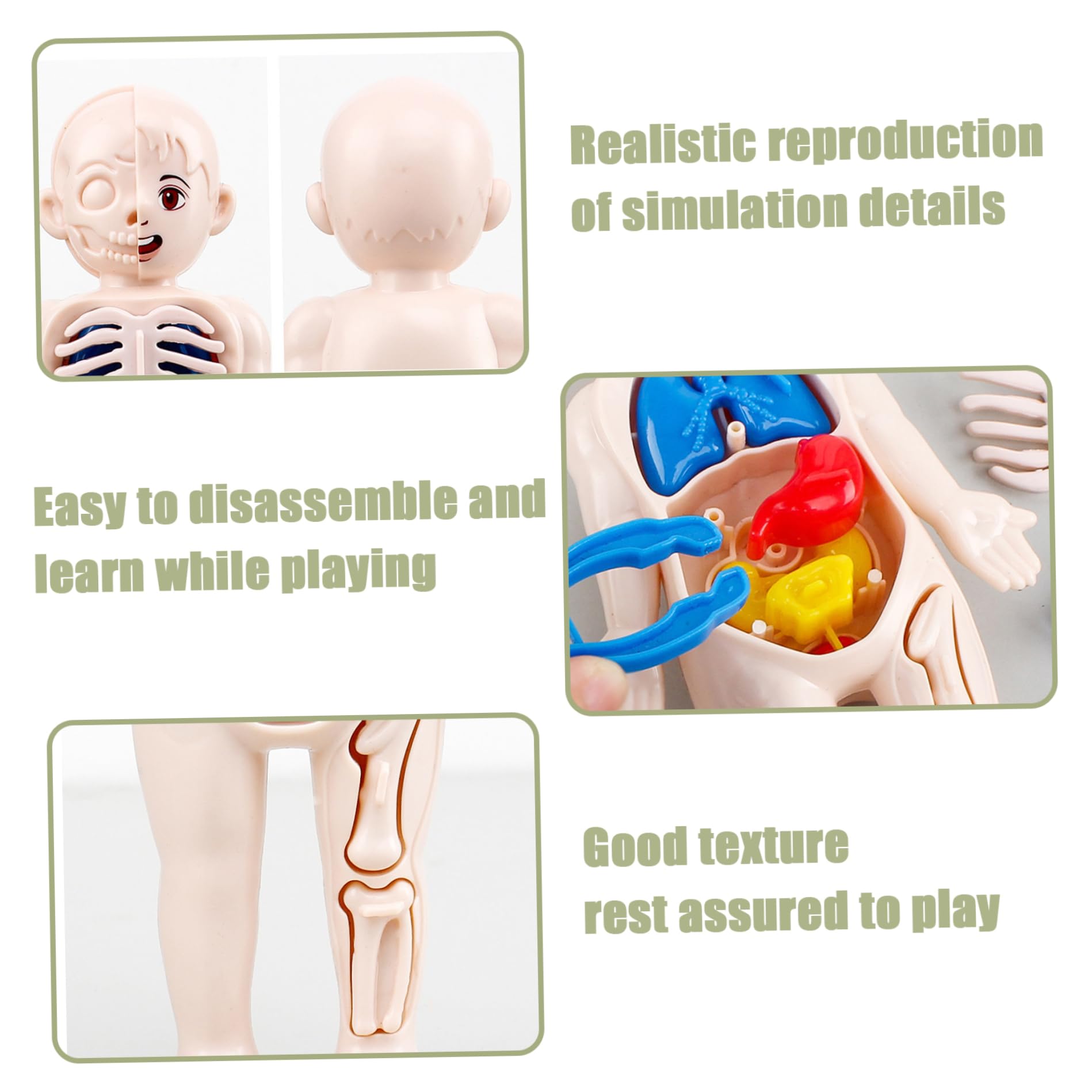 Xiaoxu Modelo del Cuerpo Humano para niños, Modelo anatómico de 7x4 Pulgadas con órganos Desmontables, Juguete Educativo científico de ABS sin Rebabas para niños Mayores de 3 años, anatomía