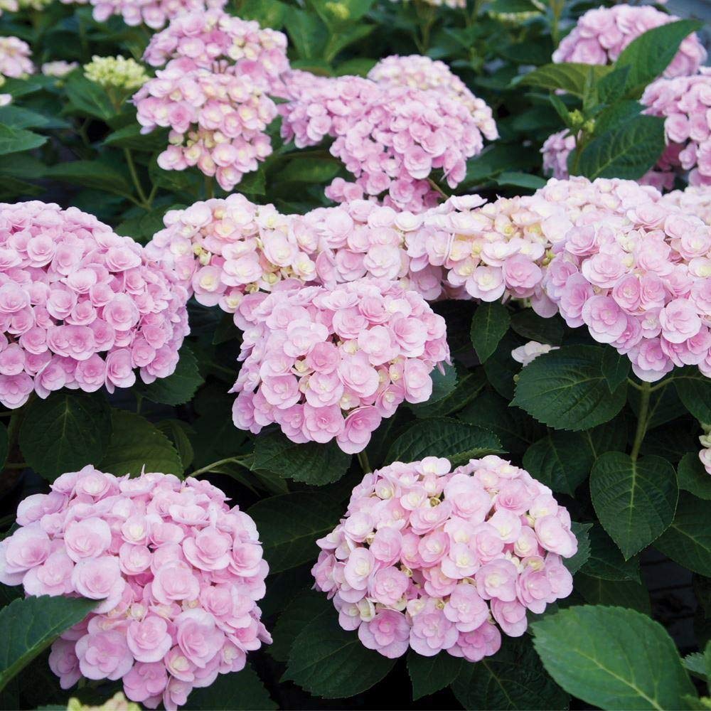 Royal Paradise Garden Rare Hydrangea Flower Plant (Pink) Beautiful Small 1 Live Plant (B084FHZG92) Amazon Price History, Amazon Price Tracker