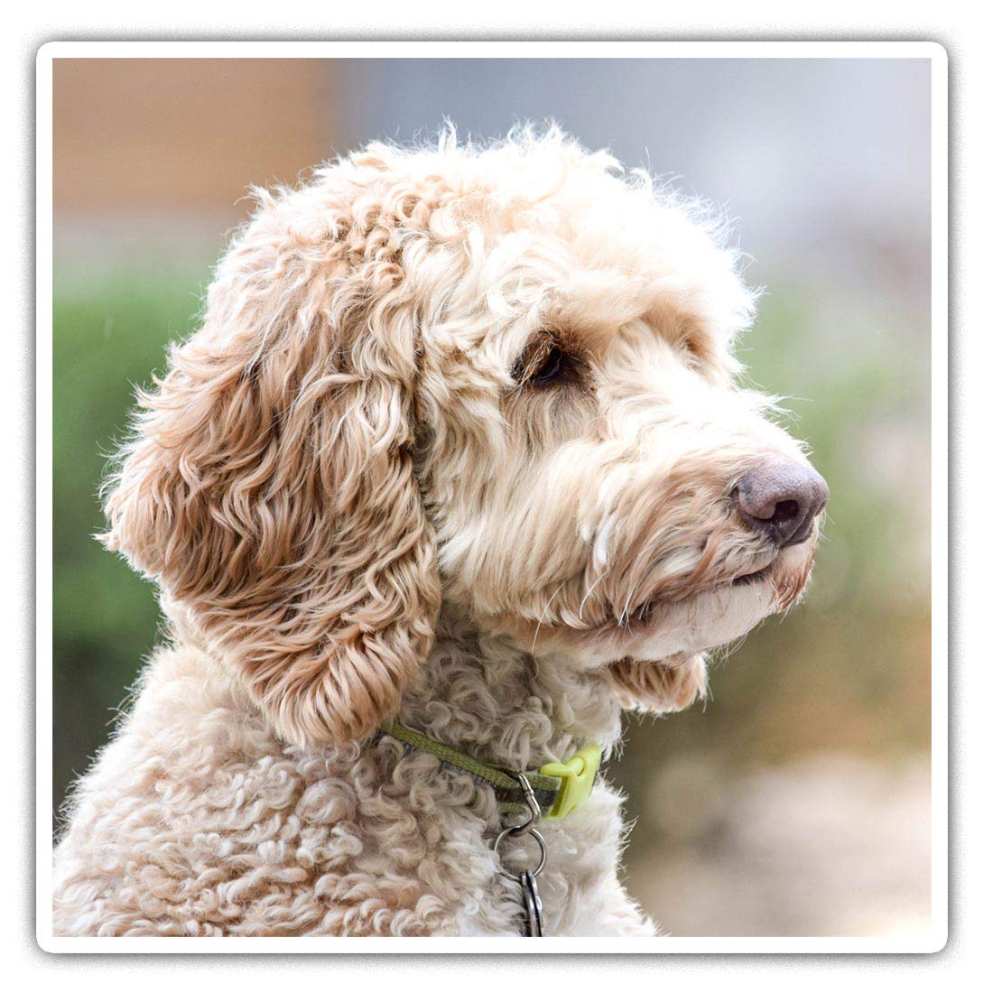 Destination Vinyl Ltd Multi 2 X Square 10Cm Vinyl Stickers - Labradoodle Dog Labrador Poodle Puppy 15534