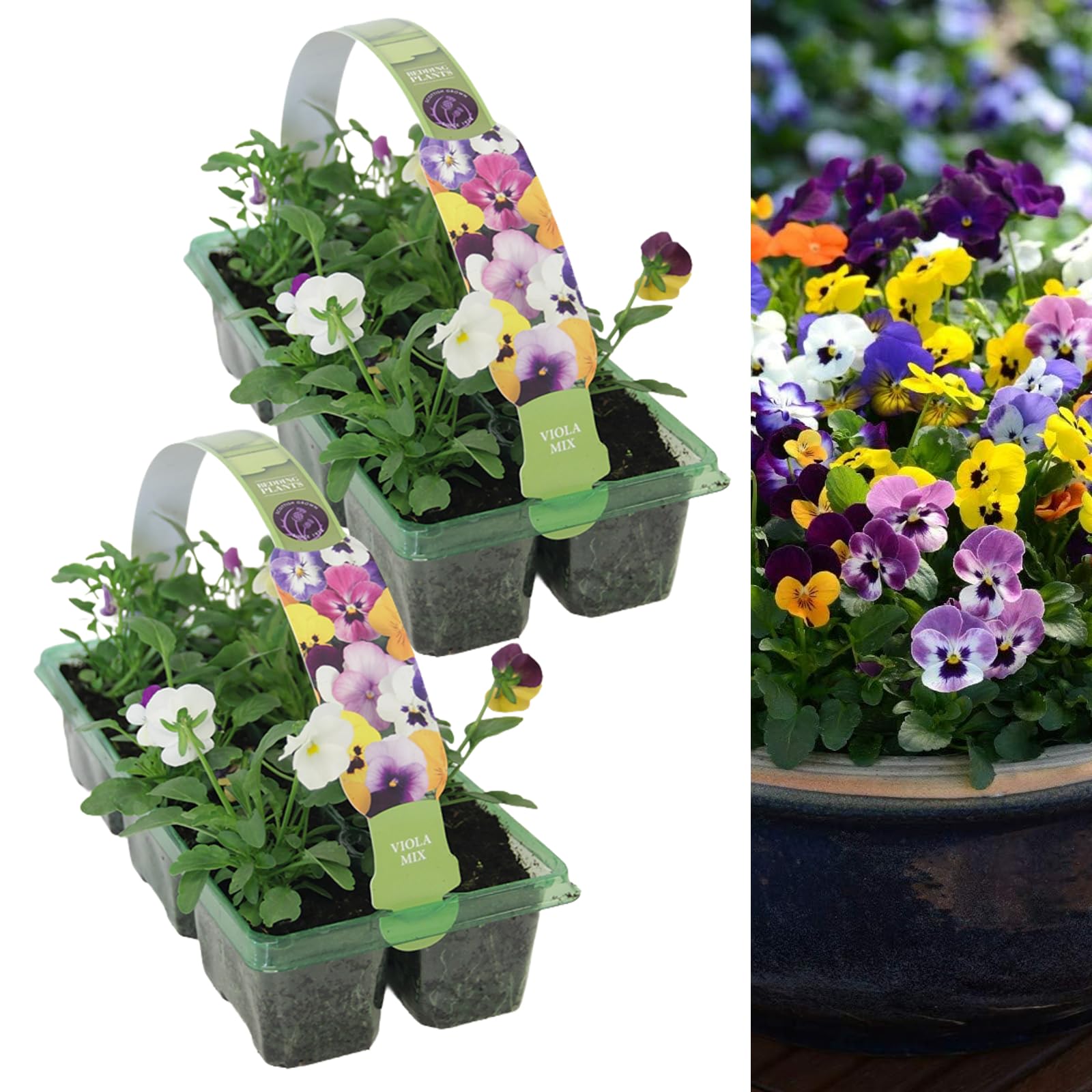 Carbeth Plants - Viola Plants Mixed 12 Pack Bedding Plants Garden Ready, Colourful Mixed Outdoor Annual Flowers, Planting Now in Pots, Containers and Hanging Baskets in UK Gardens