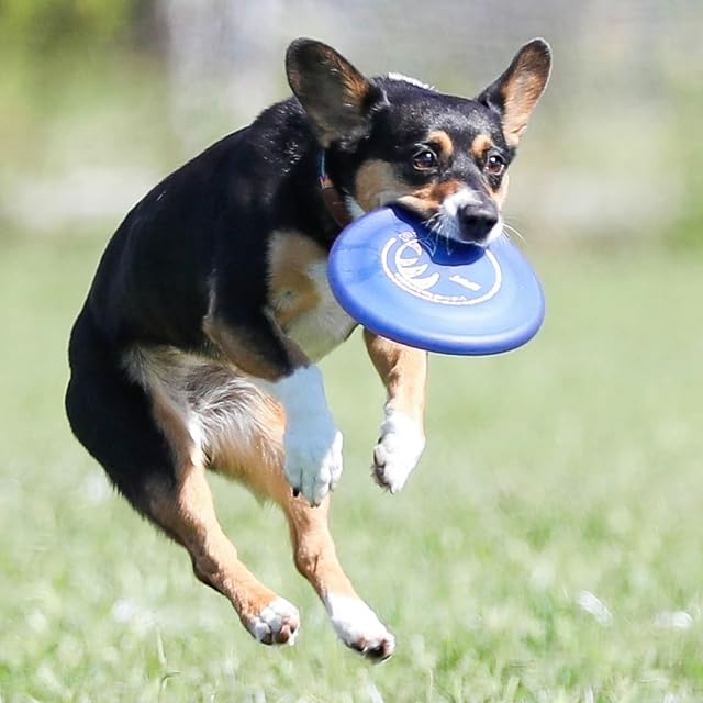 Foto 6 de 8 de Hyperflite Perros Disco volador Jawz Resistente a las mordidas para el Perro Pequeño AZUL