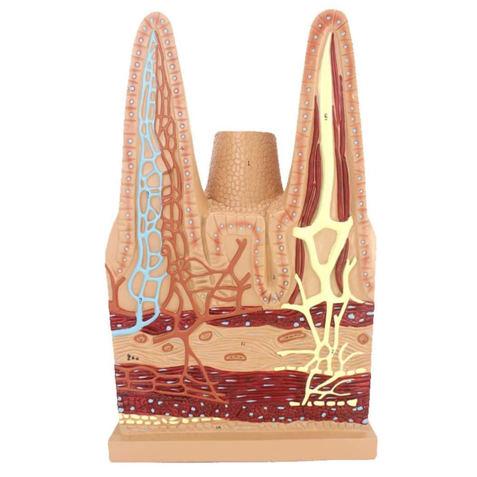 Modelli anatomici, Modello anatomico dei Villi dell'intestino Tenue Umano - Modelli scientifici di Anatomia Umana, Modello apparato in Materiale PVC Verniciato for, sussidio didattico