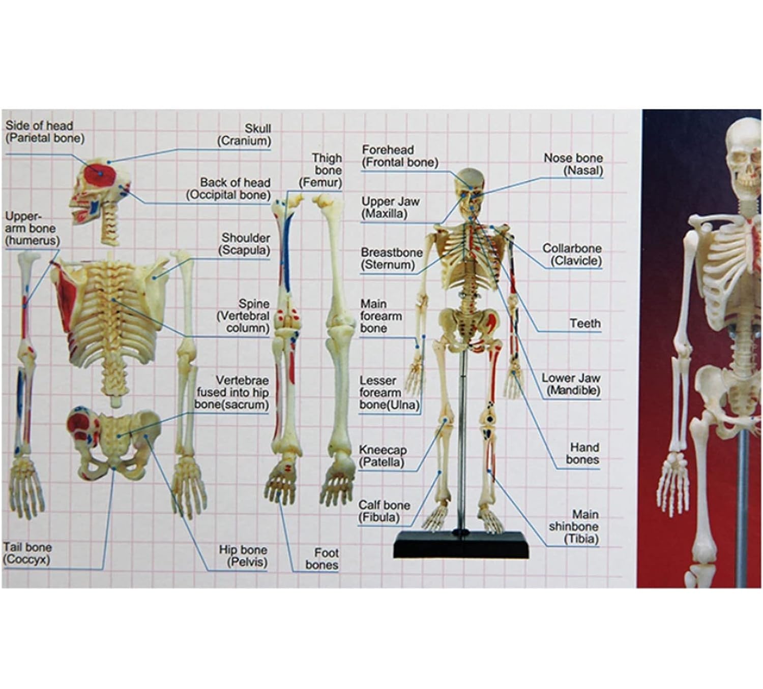 Model ludzkiego szkieletu z nerwami, żyłami i tętnicami – 46-elementowy model anatomiczny ze stojakiem