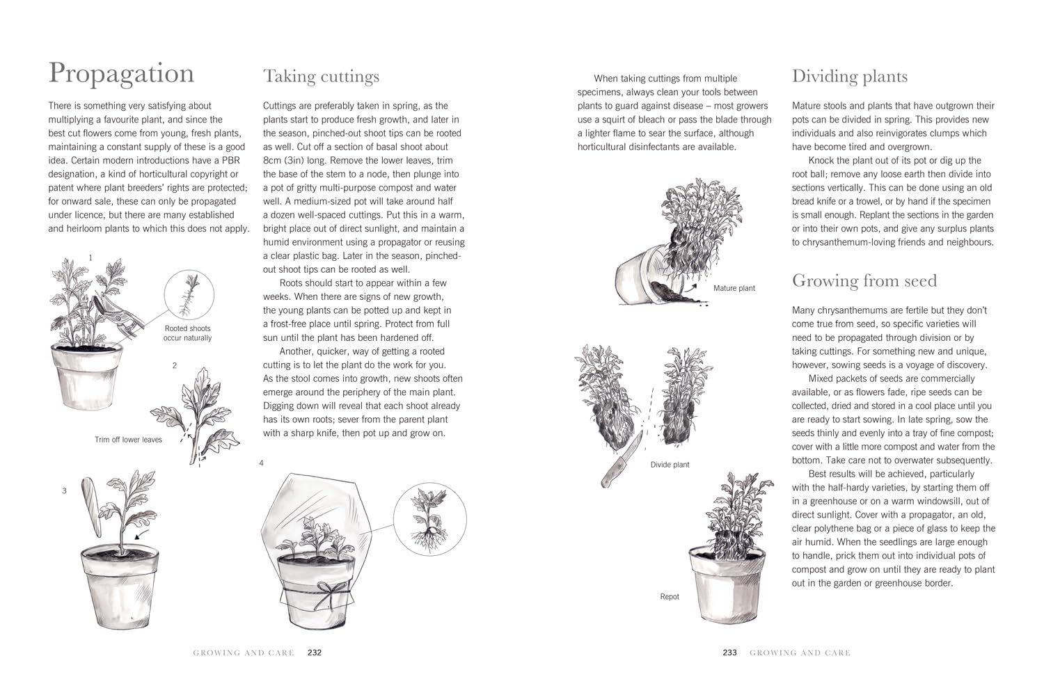 Chrysanthemums: Beautiful Varieties for Home and Garden