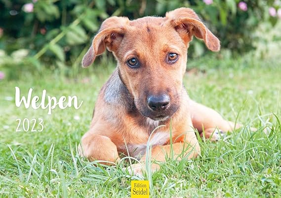 Welpen Premium Kalender 2023 DIN A3 Wandkalender Natur Tiere Hund Welpe 