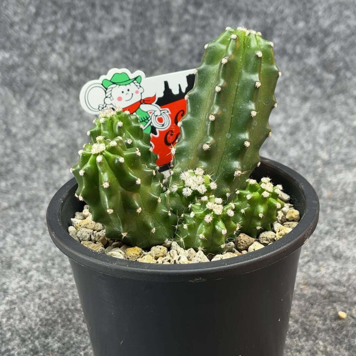 Amazon.co.jp: 鉢ごと発送エキノセレウス 鬼見城 chinocereus