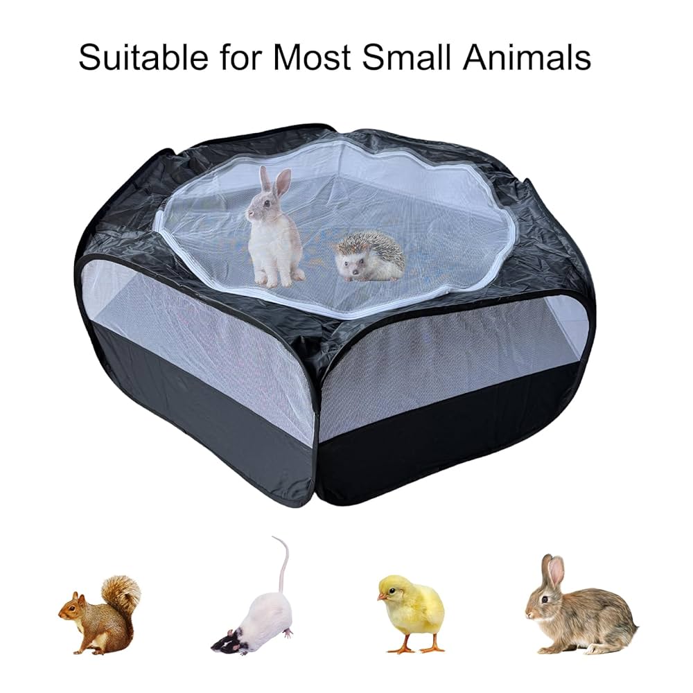 How to Set Up a Chinchilla Quarantine Area: Essential Steps