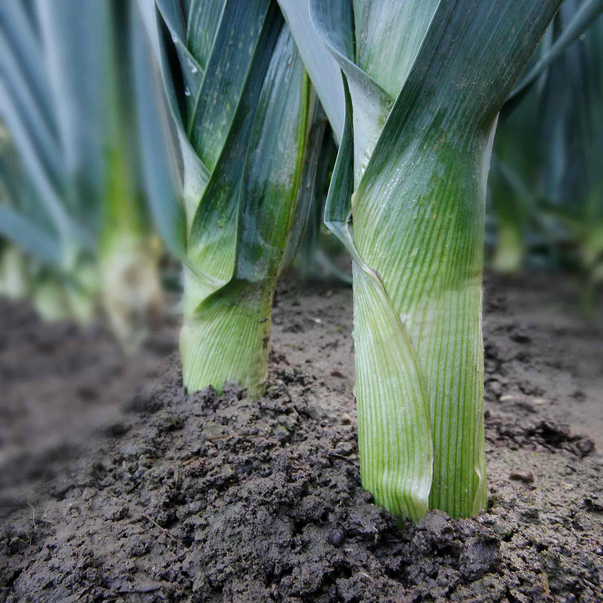 Marshalls Garden Leek Tornado Pack of 12 Garden Ready Plants - Cold-Tolerant, High-Yielding Winter Leek