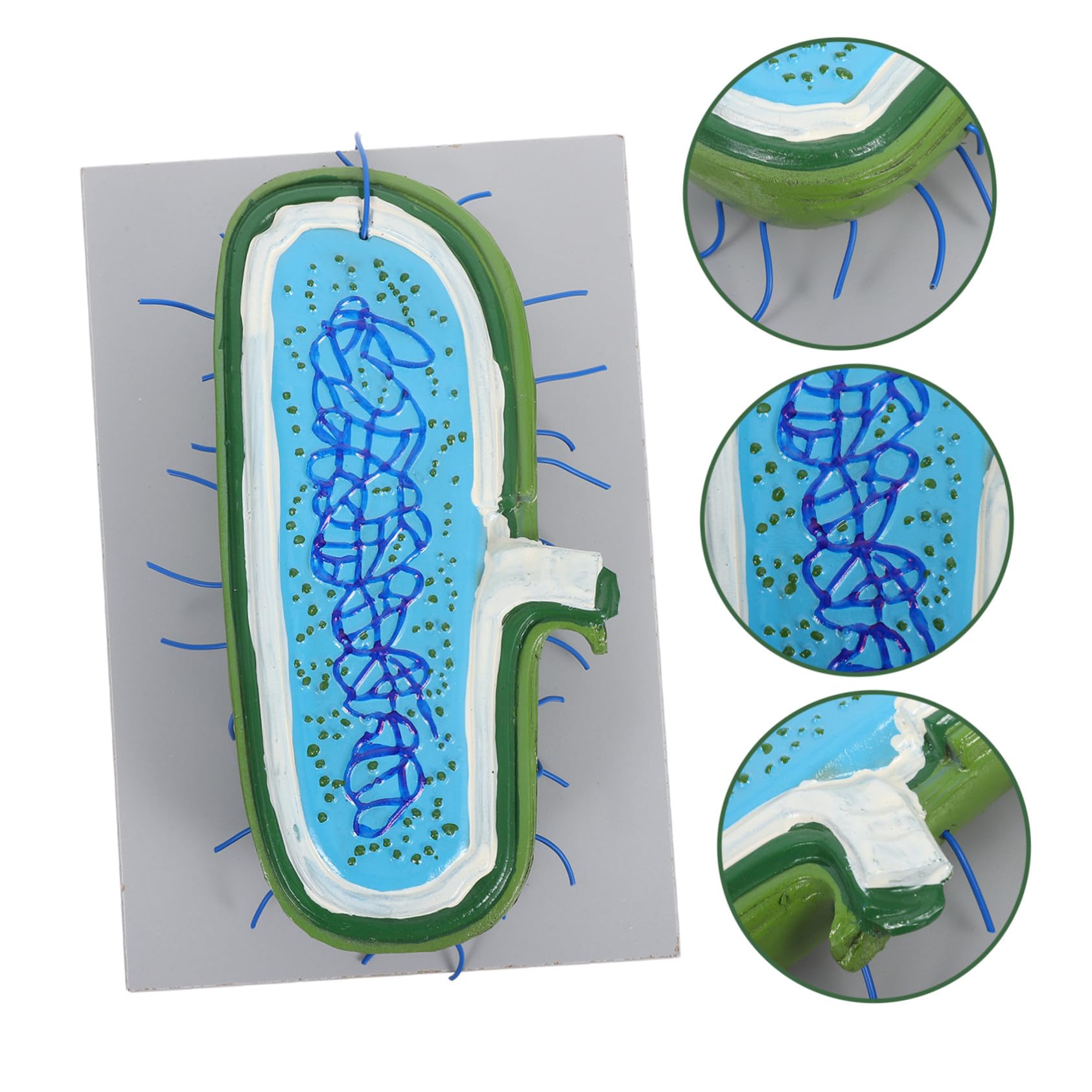 Vergrößertes mit Zellkernmodell Organellen für Biologieunterricht | Kunststoff, für Schüler und Klassenräume, Interaktives Lernmodell, Unterstützt Verschiedene Lehrmethoden