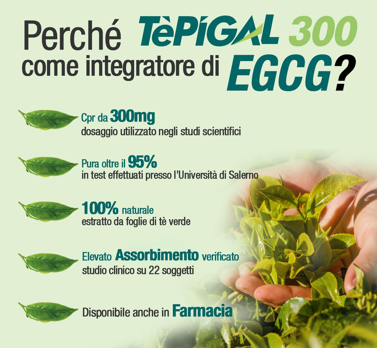 EGCG da tè verde ≥95% - Stimolante metabolico, blocca-fame, energizzante